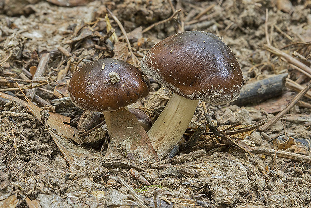 poľnička vráskavá Agrocybe erebia (Fr.) Kühner ex Singer