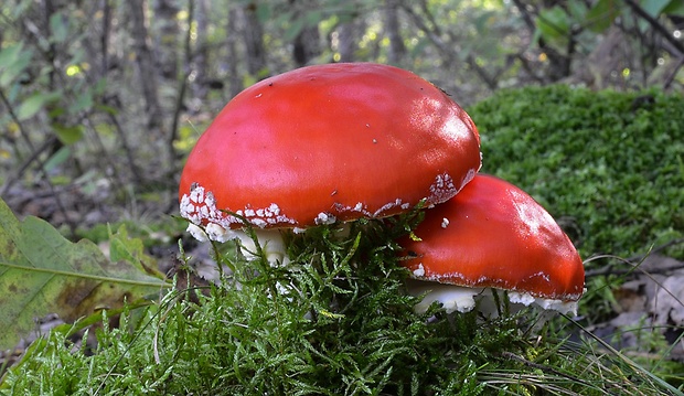 muchotrávka červená Amanita muscaria (L.) Lam.