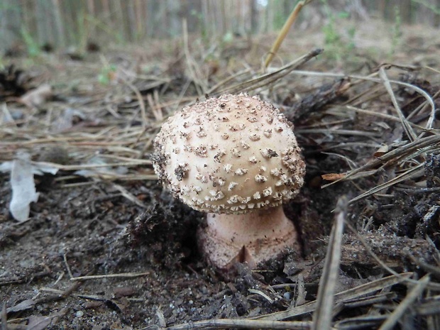 muchotrávka červenkastá Amanita rubescens Pers.