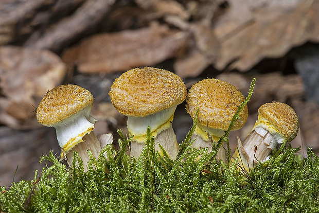 podpňovka obyčajná Armillaria mellea (Vahl) P. Kumm.