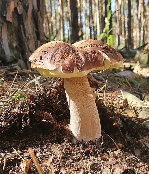 hríb smrekový Boletus edulis Bull.