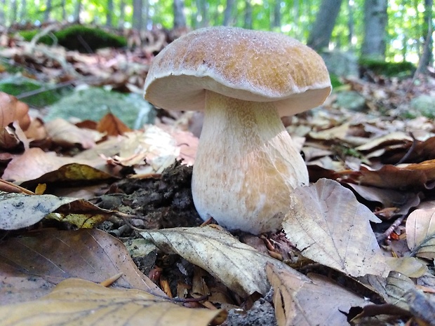 hríb smrekový Boletus edulis Bull.