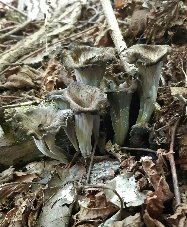 lievik trúbkovitý Craterellus cornucopioides (L.) Pers.