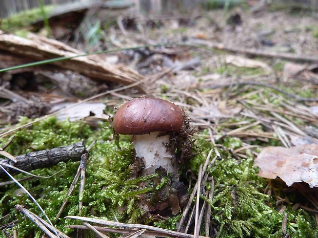 sliziak  Gomphidius sp.