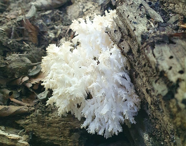 koralovec bukový Hericium coralloides (Scop.) Pers.