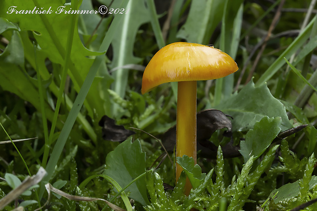 lúčnica citrónovožltá Hygrocybe chlorophana (Fr.) Wünsche