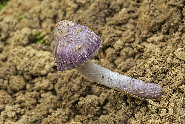 vláknica hlinovolupeňová Inocybe geophylla (Bull.) P. Kumm.