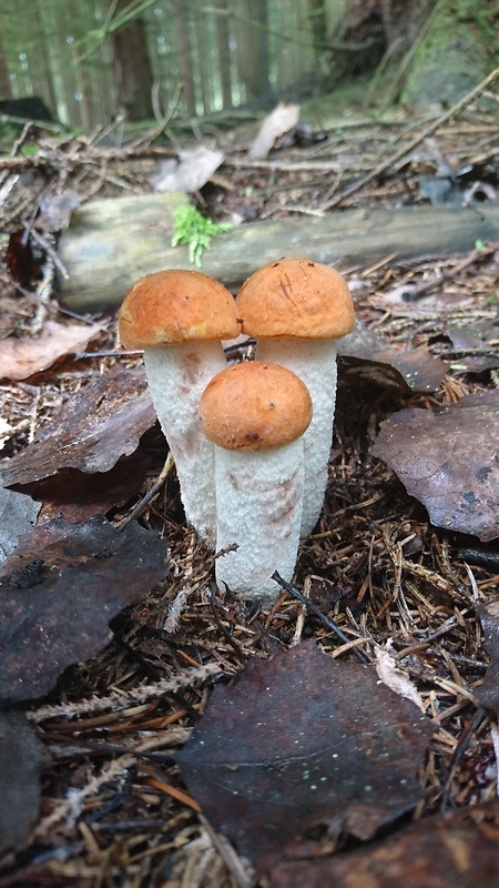 kozák osikový Leccinum albostipitatum den Bakker & Noordel.