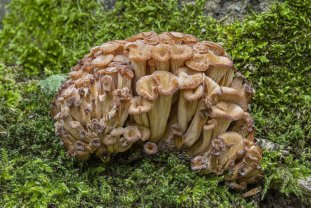 húževnatček ulitovitý Lentinellus cochleatus (Pers.) P. Karst.