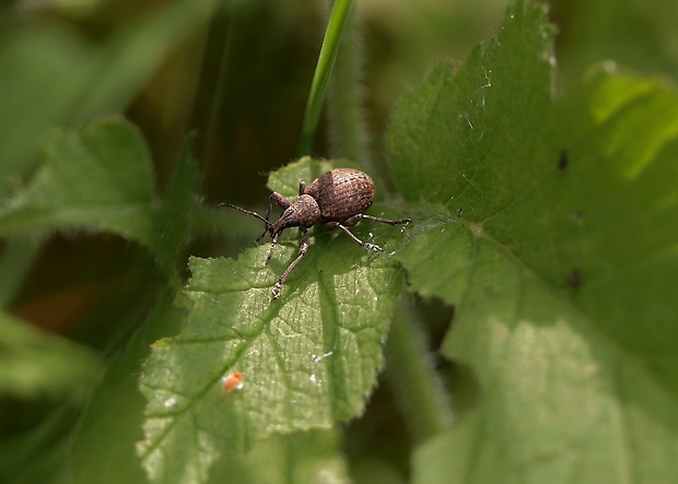 nosánik Liophloeus tessulatus