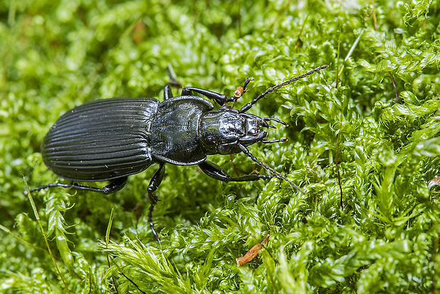 utekáčik obyčajný  Pterostichus melanarius