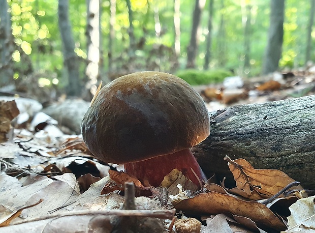 hríb zrnitohlúbikový Sutorius luridiformis (Rostk.) G. Wu & Zhu L. Yang