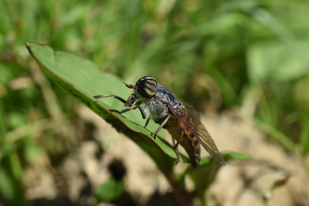 ovad ♀ Tabanus glaucopis