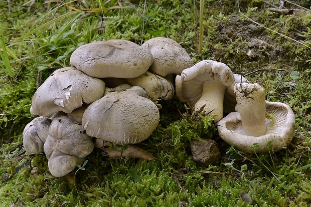 čírovka Tricholoma filamentosum (Alessio) Alessio