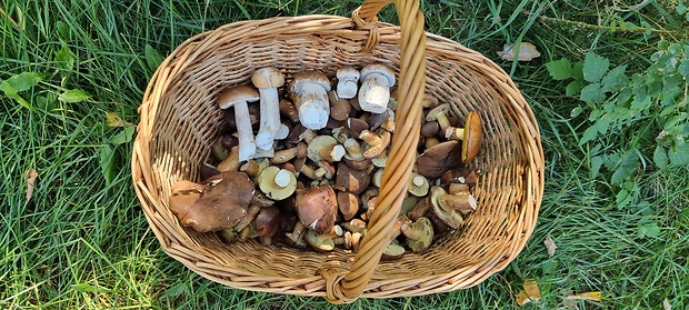 hríb smrekový Boletus edulis Bull.