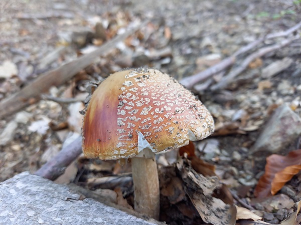 muchotrávka červenkastá Amanita rubescens Pers.