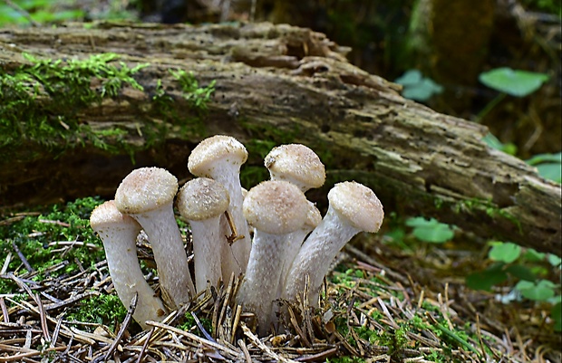 podpňovka Armillaria sp.