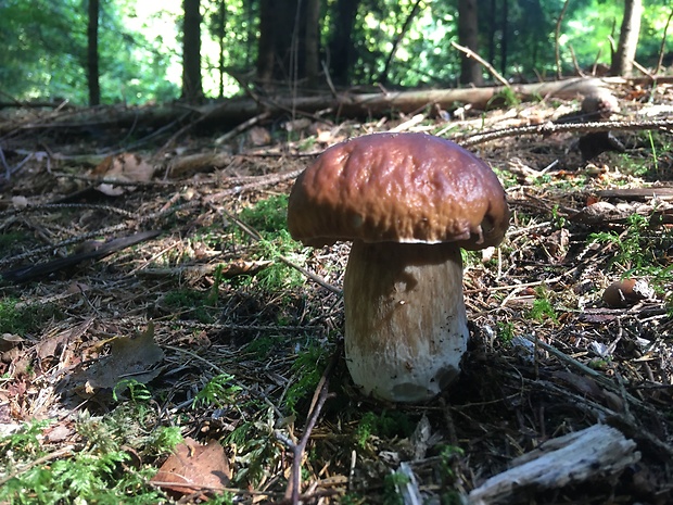 hríb smrekový Boletus edulis Bull.