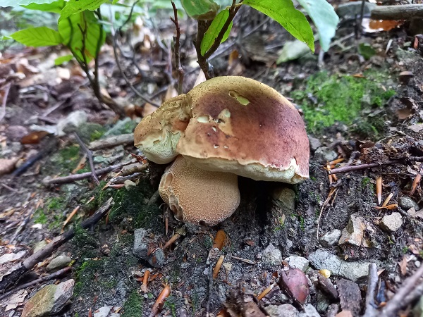 hríb sosnový Boletus pinophilus Pil. et Dermek in Pil.