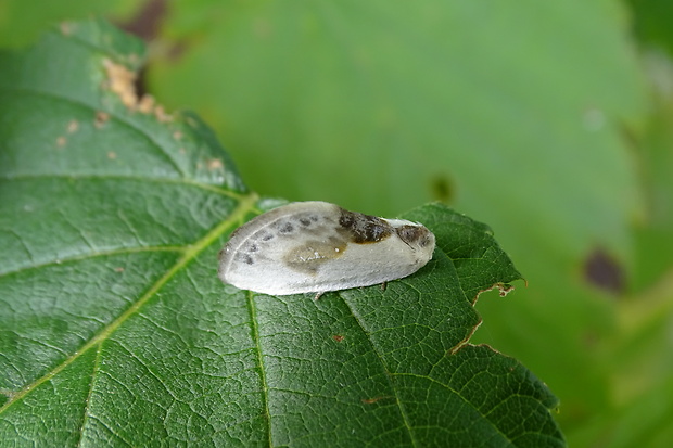 srpokrídlovec trnkový Cilix glaucata