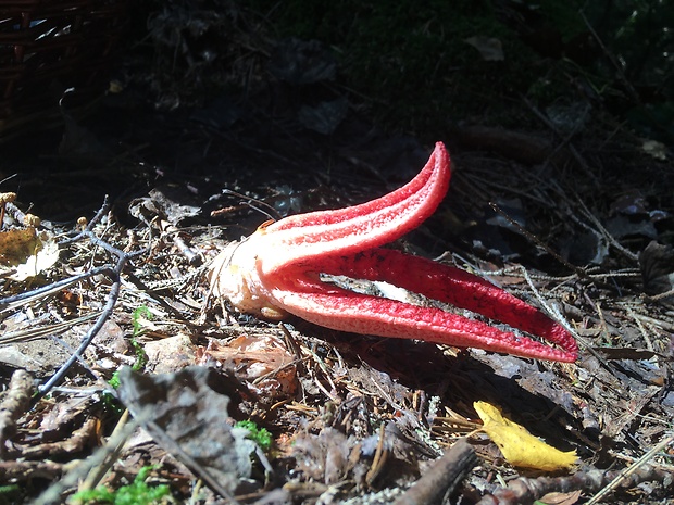 mrežovka kvetovitá Clathrus archeri (Berk.) Dring