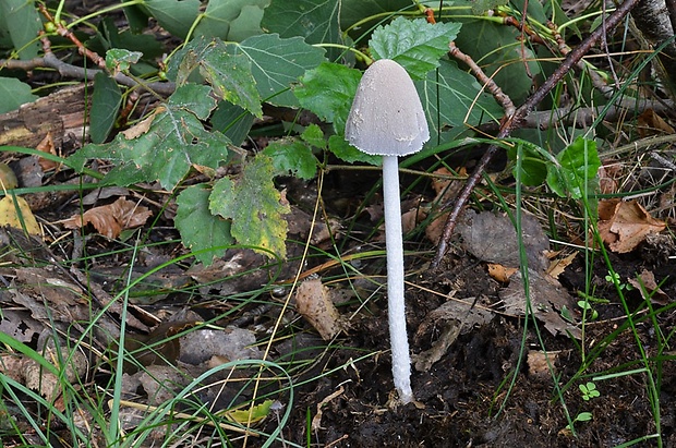 hnojník Coprinopsis sp.