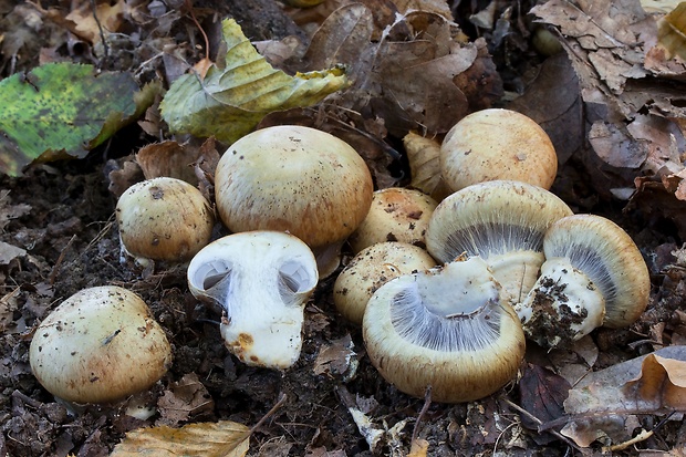 pavučinovec Cortinarius sp.