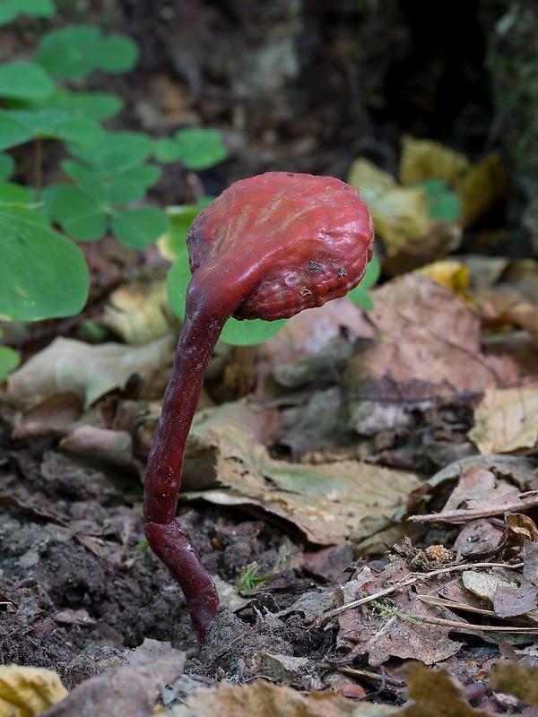 lesklokôrovka obyčajná Ganoderma lucidum (Curtis) P. Karst.