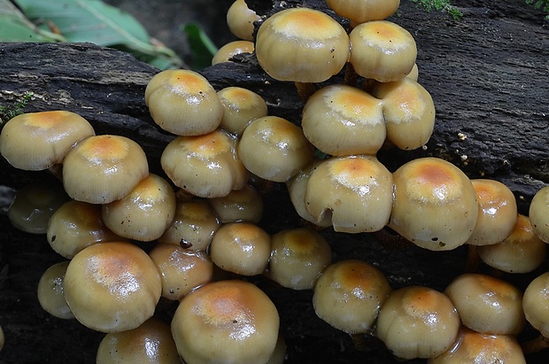 šupinačka menlivá Kuehneromyces mutabilis (Schaeff.) Singer & A.H. Sm.