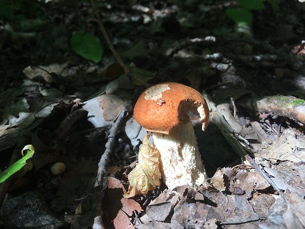 kozák osikový Leccinum albostipitatum den Bakker & Noordel.