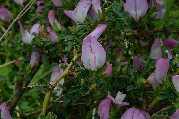 ihlica tŕnitá Ononis spinosa L.