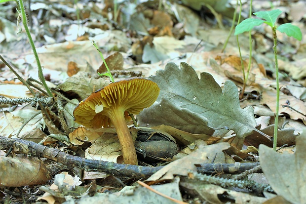 lupeňopórovec hnedožltý Phylloporus pelletieri (Lév.) Quél.