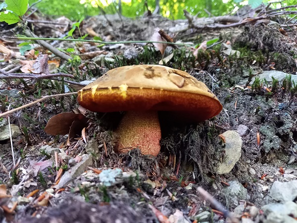 hríb zrnitohlúbikový Sutorius luridiformis (Rostk.) G. Wu & Zhu L. Yang