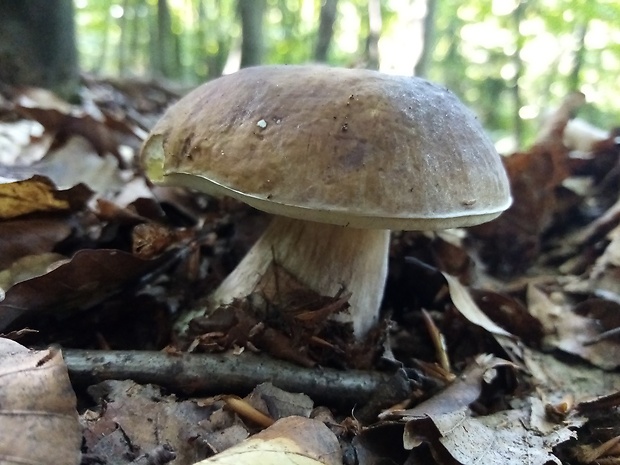 hríb smrekový Boletus edulis Bull.