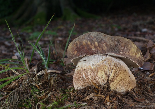 hríb sosnový Boletus pinophilus Pil. et Dermek in Pil.