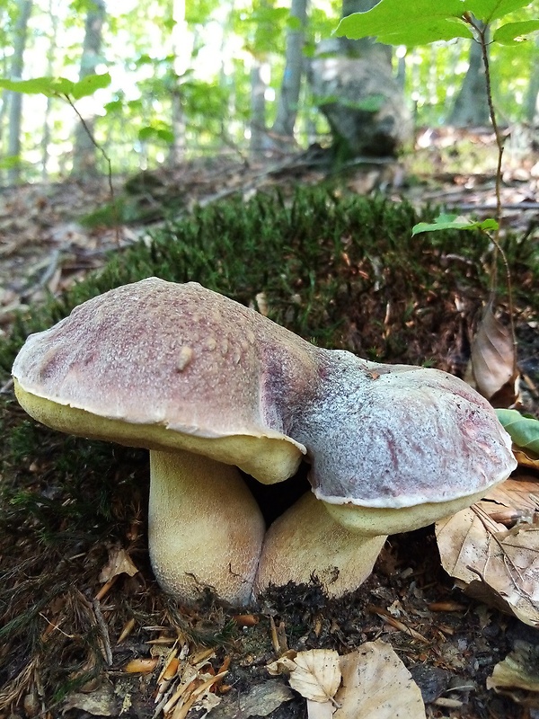 hríb sosnový Boletus pinophilus Pil. et Dermek in Pil.