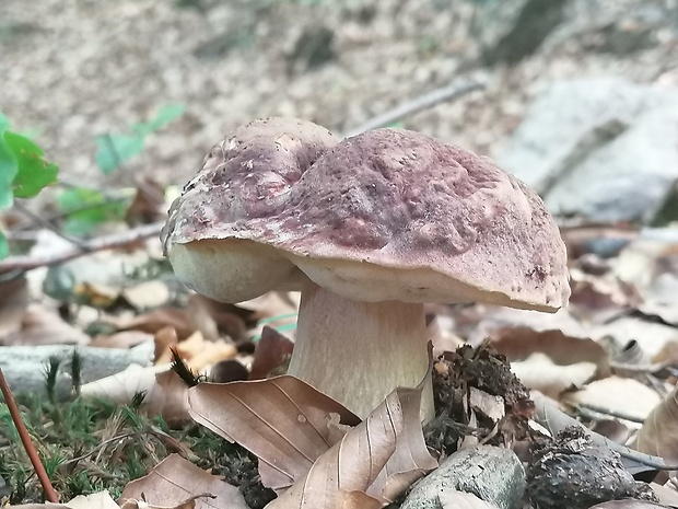 hríb sosnový Boletus pinophilus Pil. et Dermek in Pil.