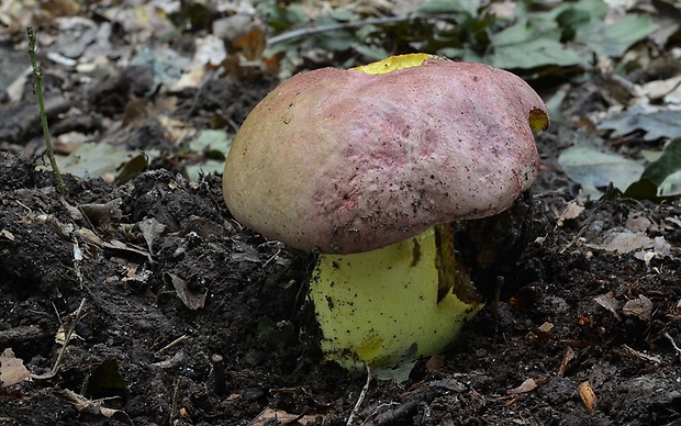 hríb kráľovský Butyriboletus regius (Krombh.) D. Arora & J.L. Frank