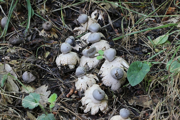 hviezdovka tmavá Geastrum coronatum Pers.