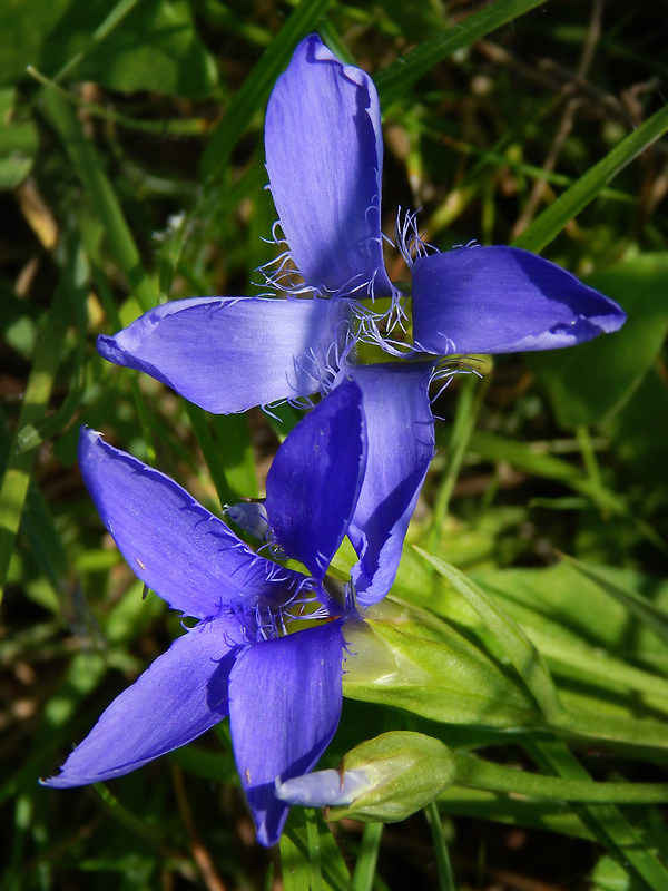 pahorec brvitý Gentianopsis ciliata (L.) Ma