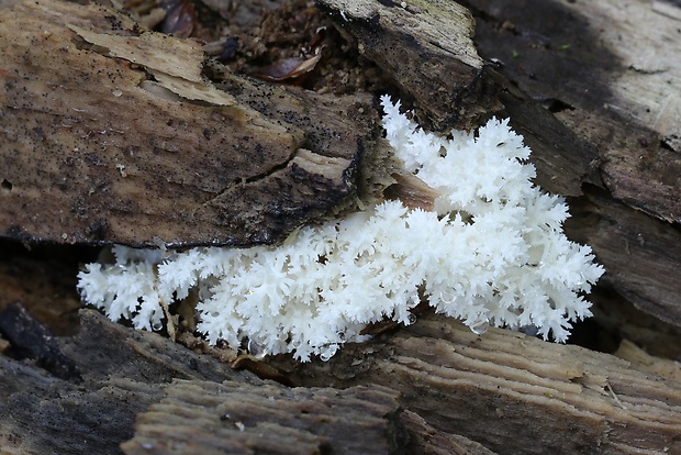 koralovec bukový Hericium coralloides (Scop.) Pers.