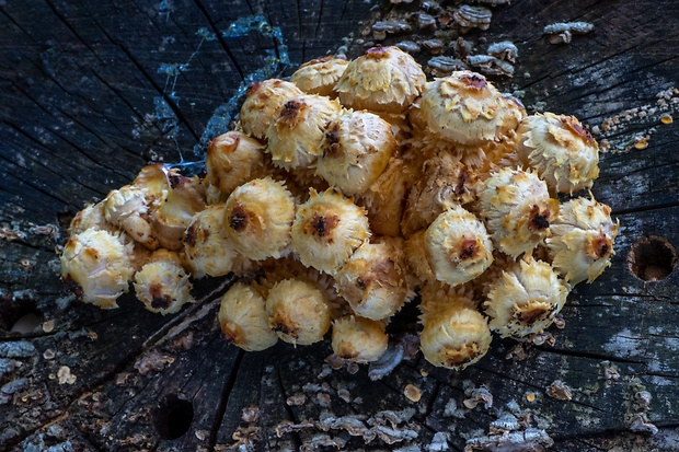 šupinovka šupinatá Pholiota squarrosa (Vahl) P. Kumm.