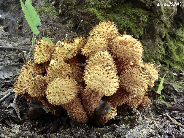 šupinovka šupinatá Pholiota squarrosa (Vahl) P. Kumm.