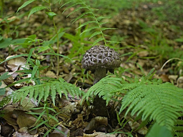 šiškovec šupinatý Strobilomyces strobilaceus (Scop.) Berk.