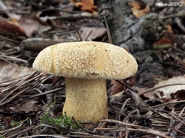 masliak strakatý Suillus variegatus (Sw.) Kuntze