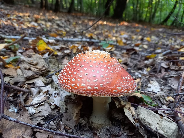 muchotrávka červená Amanita muscaria (L.) Lam.