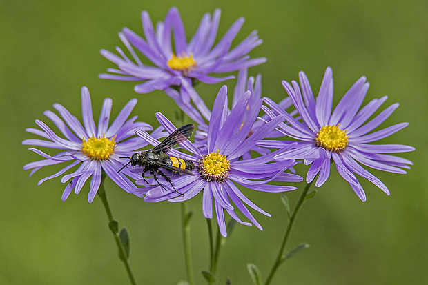 astra spišská Aster amelloides Besser