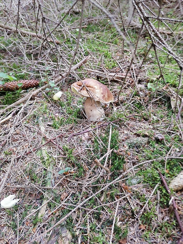 hríb smrekový Boletus edulis Bull.