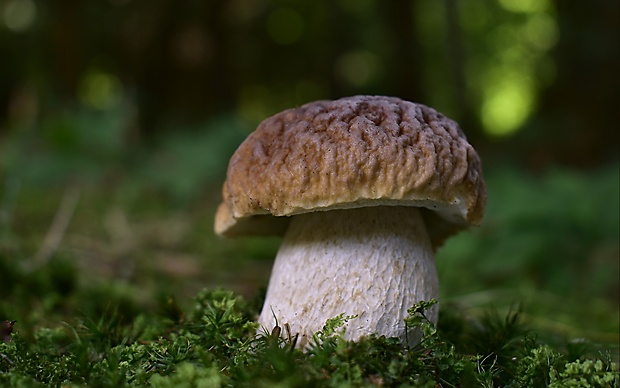 hríb smrekový Boletus edulis Bull.