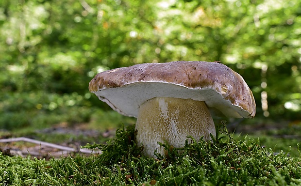 hríb smrekový Boletus edulis Bull.